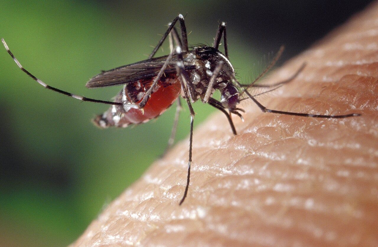 Dengue infections surge across central Florida as local transmission takes hold