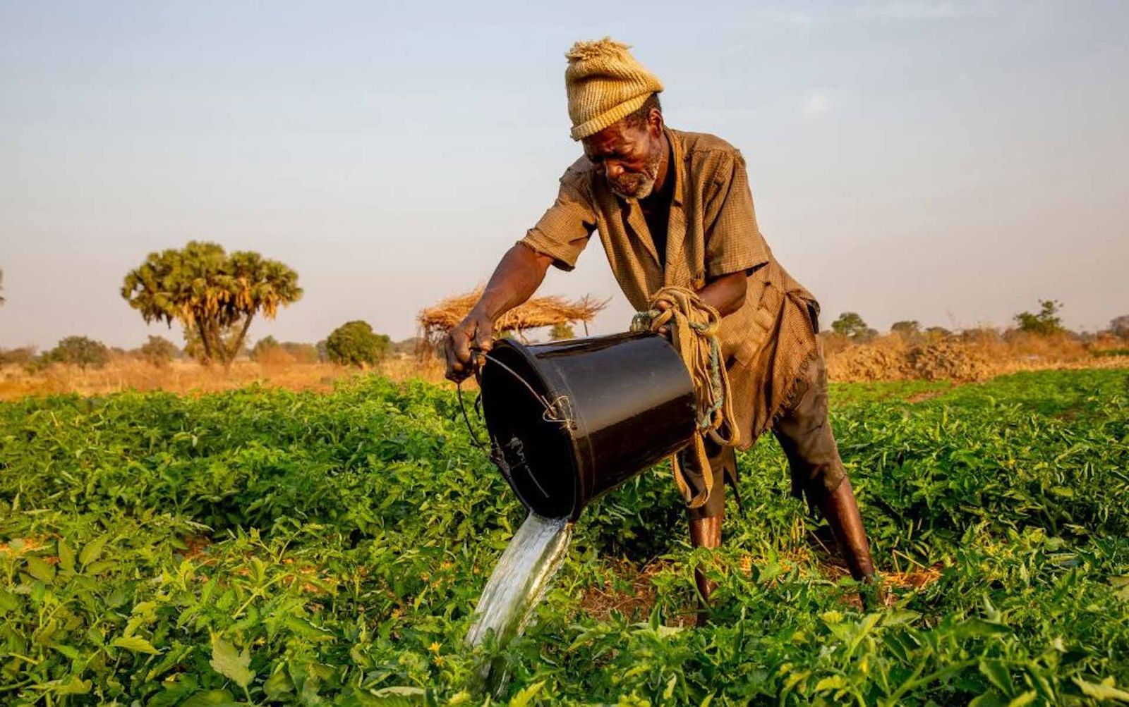 Artificial intelligence helps African farmers anticipate El Niño drought risks