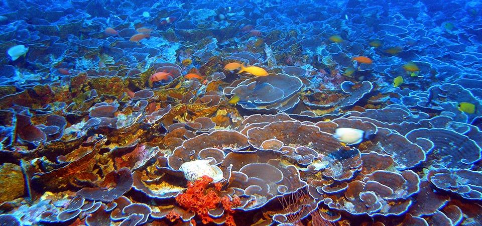 How marine life colonizes deep reefs across a decade