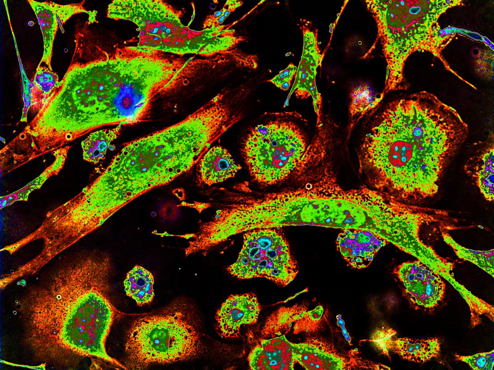 Dissolved proteins reverse drift direction when water warms
