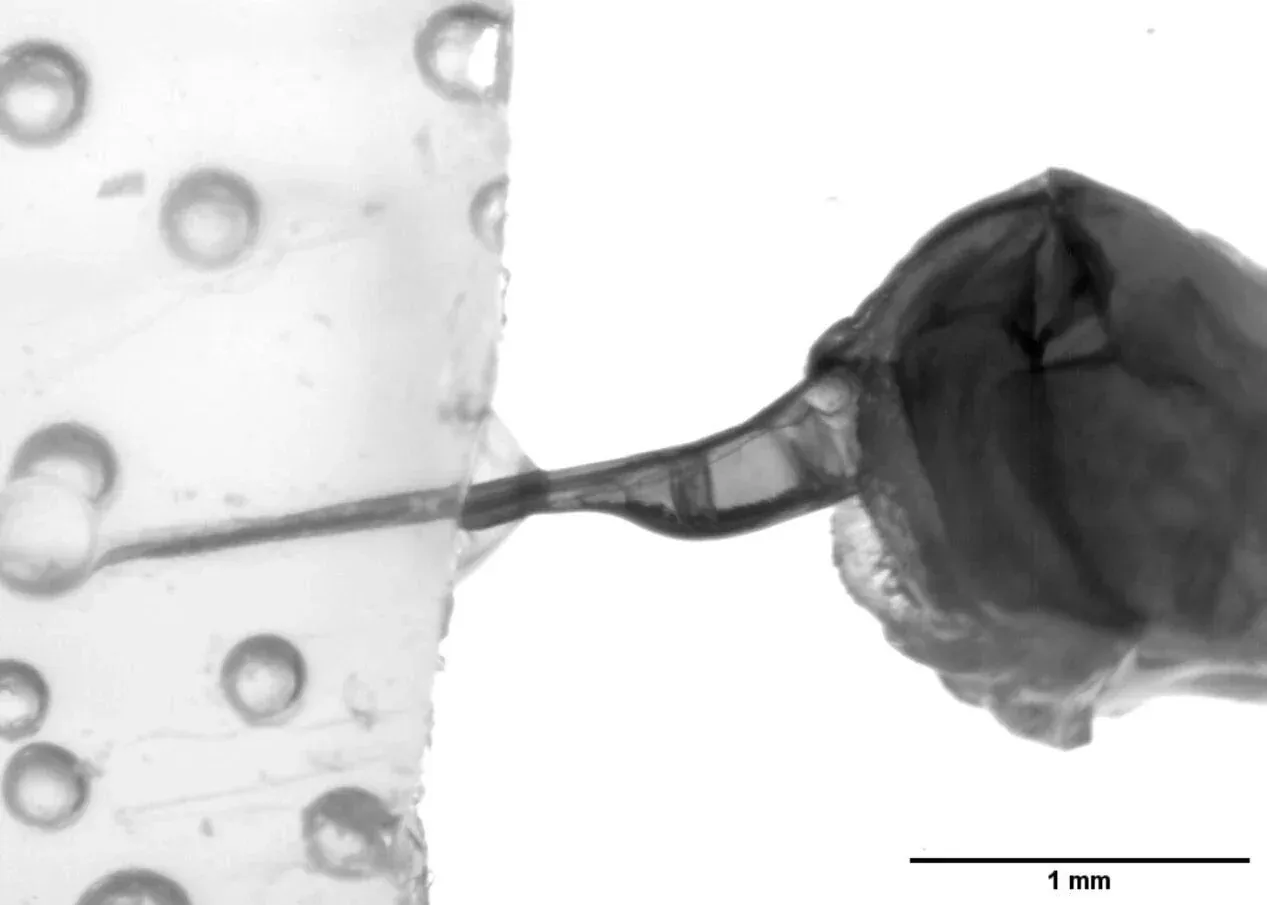 A detached honey bee stinger operates as an autonomous double-piston pump
