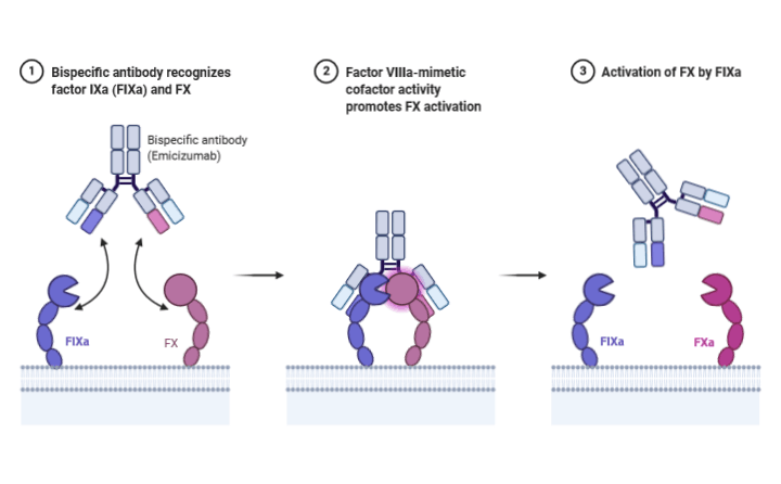 The engineered bispecific antibody, emicizumab, grasps factor IXa with one arm and factor X with the other, enforcing spatial alignment for activation.