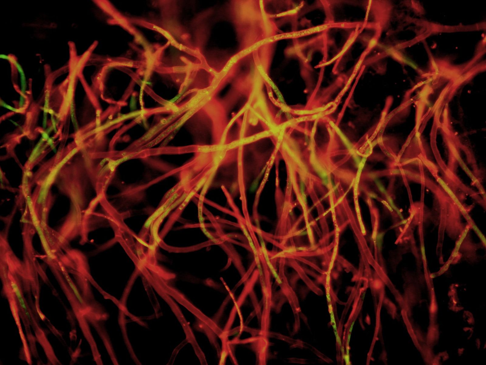Amyloid fibers in semen carry genetic cargo into sperm and early embryos