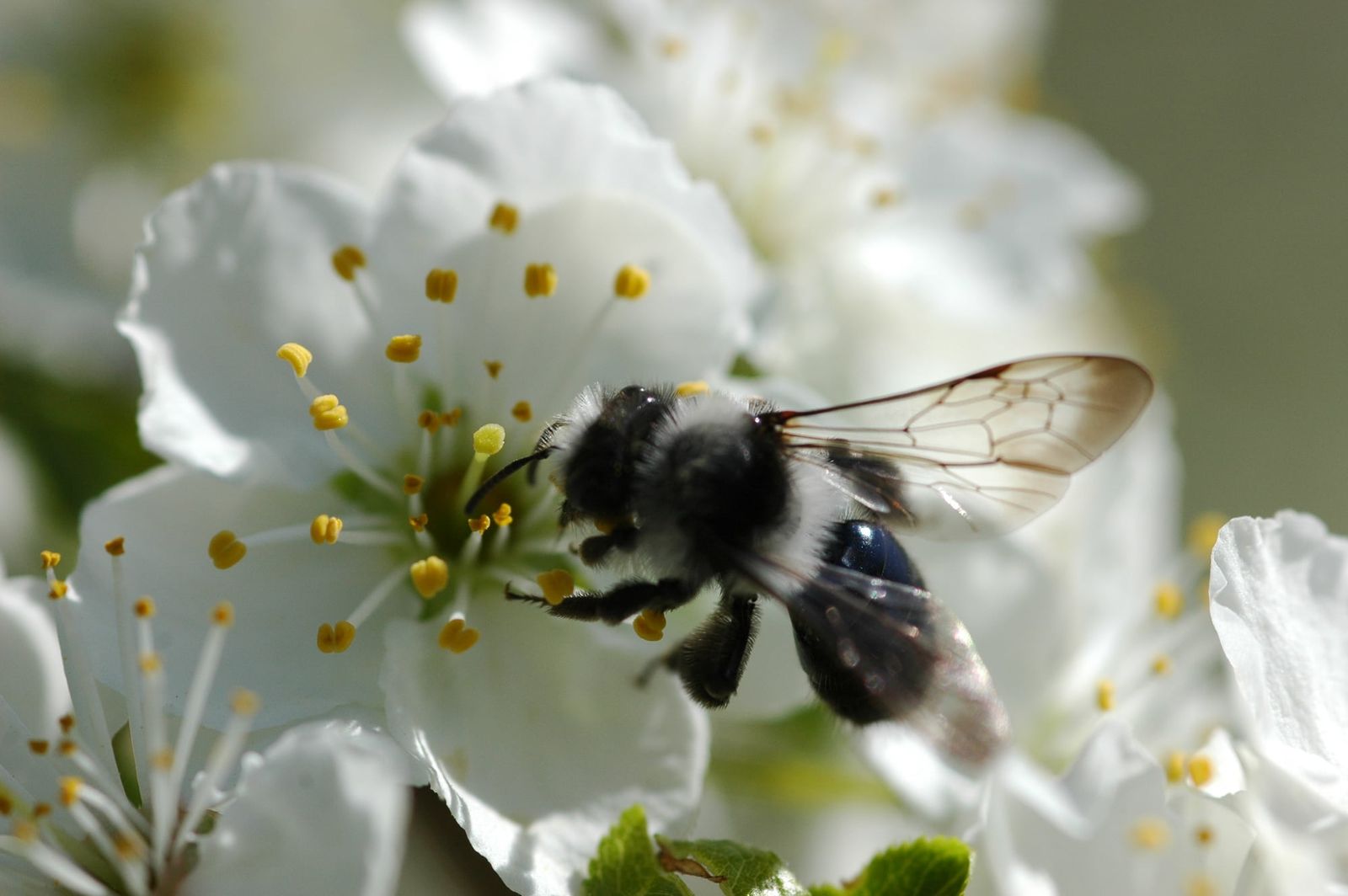Oil beetle larvae smell like plum and cherry blossoms to hitch rides on bees