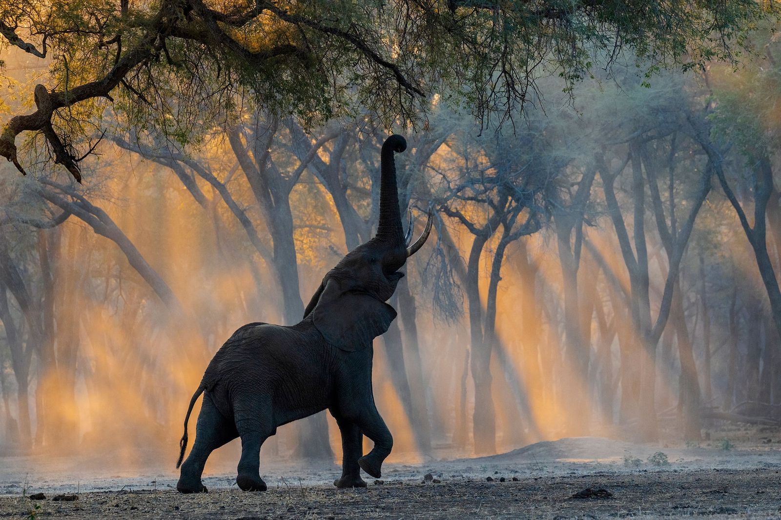 Wild elephants use deliberate gestures to settle disputes without fighting