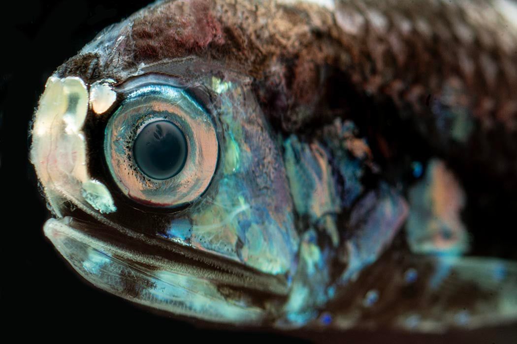 Deep ocean animal populations collapsed across the Gulf of Mexico