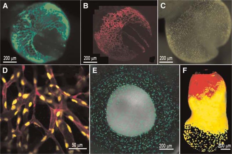 Amyloid fibers in semen carry genetic cargo into sperm and early embryos