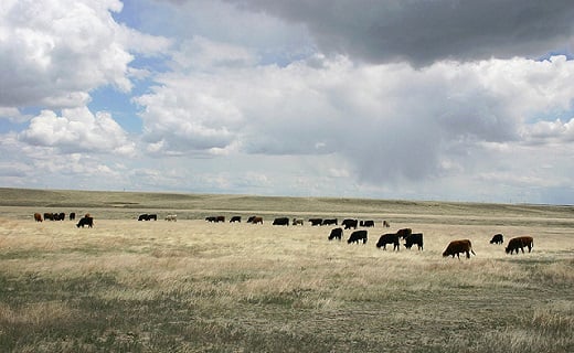 Rotational cattle grazing may not build soil carbon