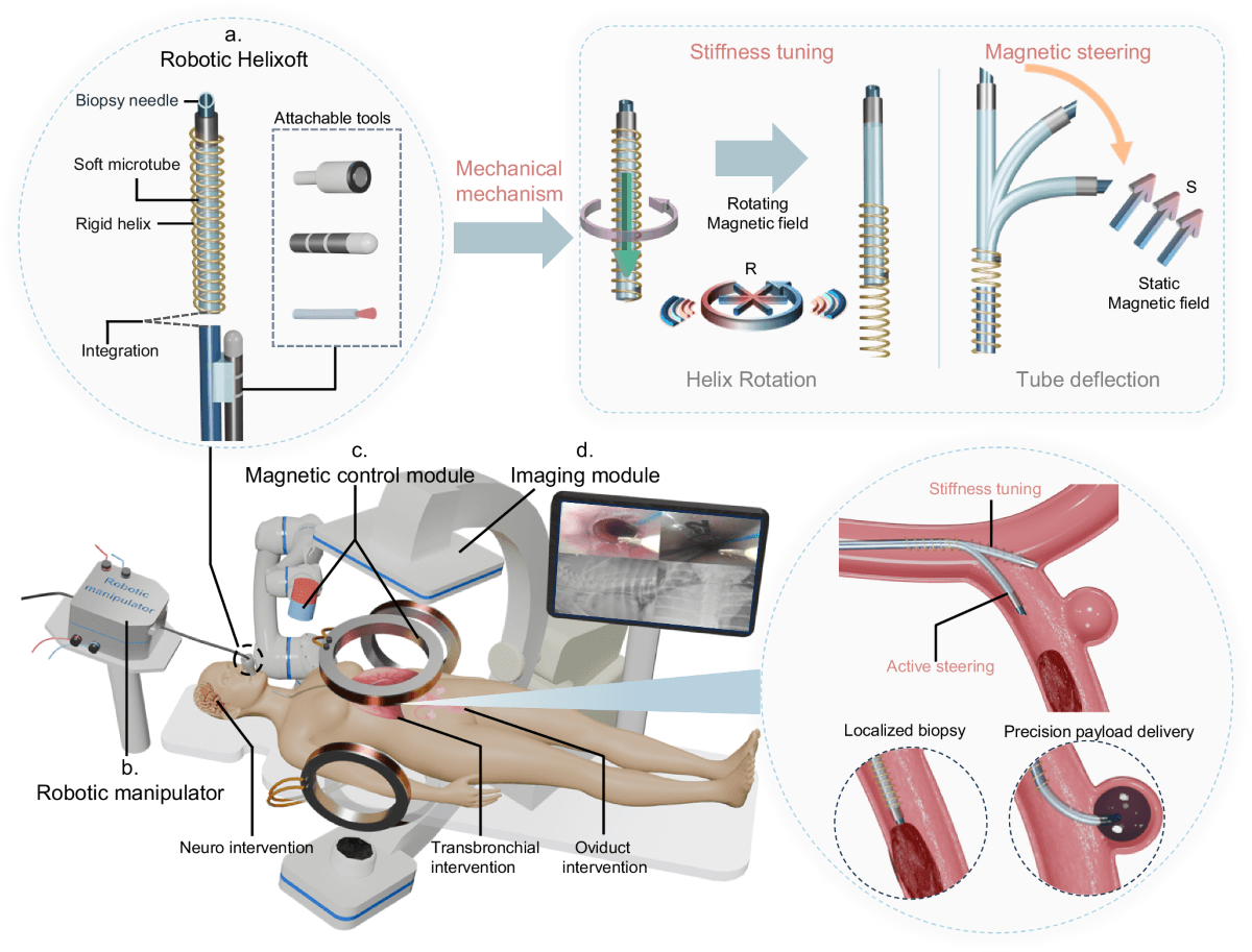 Microscopic medical robots edge closer to treating human disease