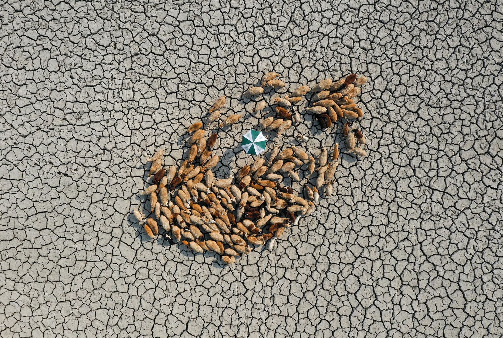 Cracked earth and animals seeking shade highlight the ecosystem stress during severe heat waves that the new hybrid modeling technique helps project.