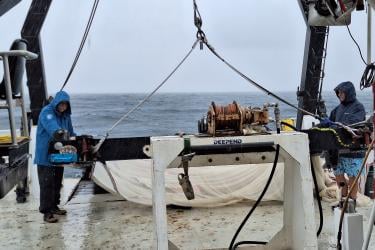 Deep ocean animal populations collapsed across the Gulf of Mexico