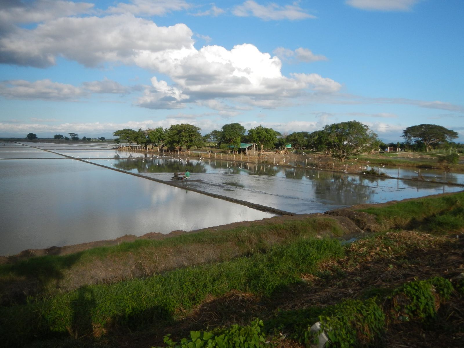 Extreme heat threatens global rice harvests far more than models predicted