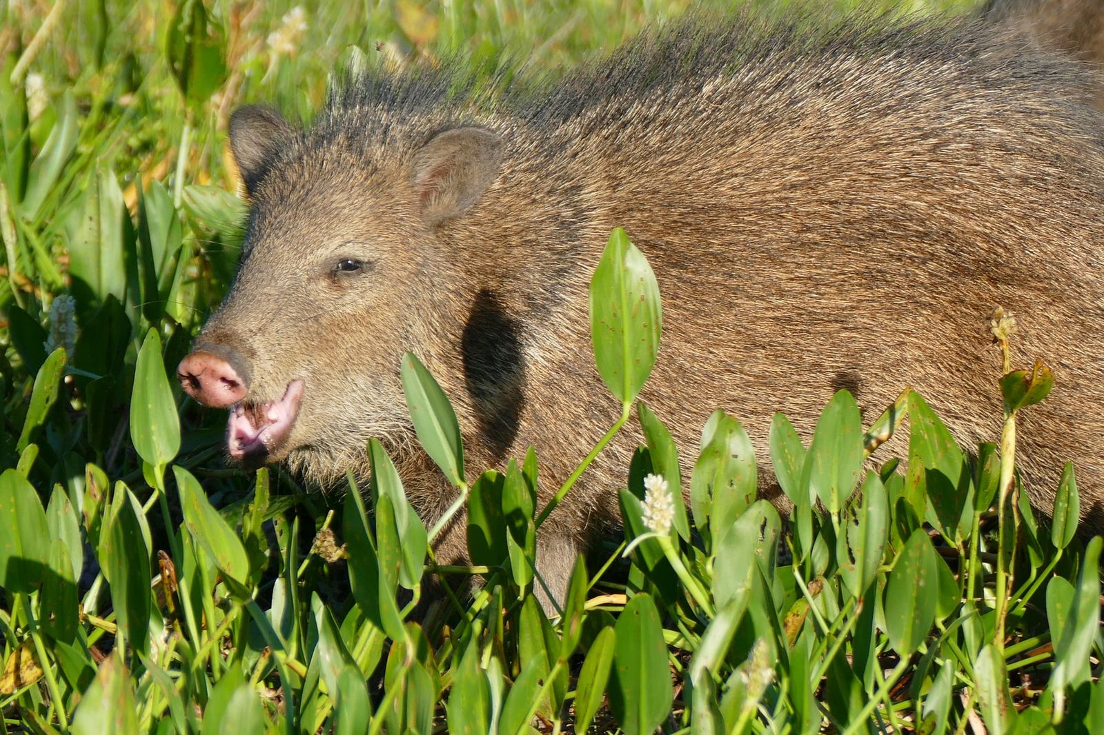 Native peccaries, like this one, face uneven reactions to competition from invasive feral swine in central Brazil.