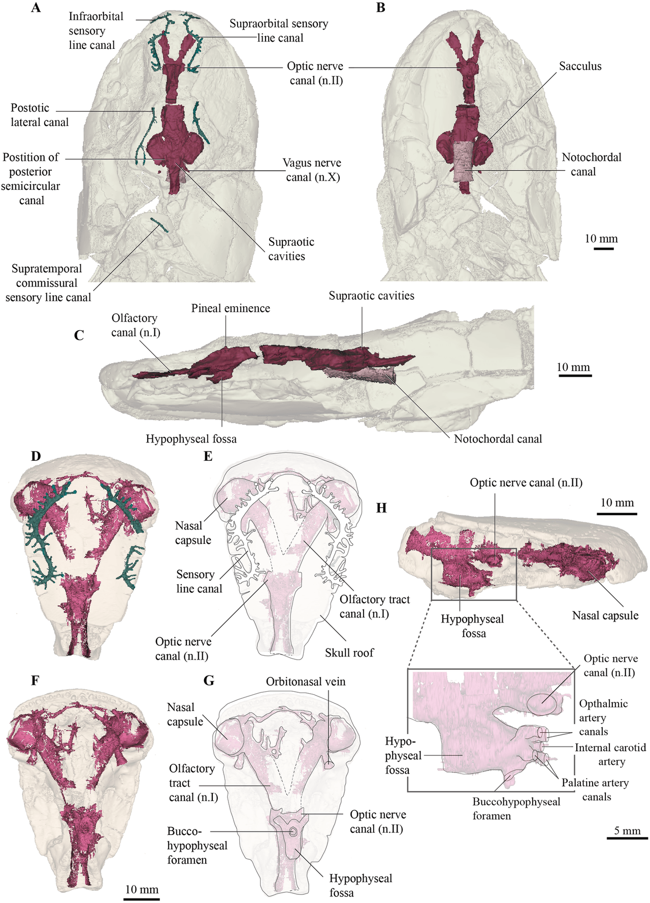 Early snakes took to burrows and ground long before modern forms appeared