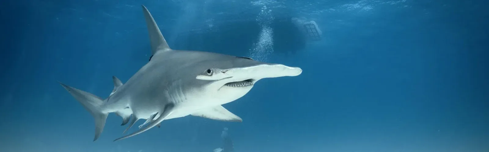 Young hammerhead sharks gather in large numbers along crowded Australian surf beaches