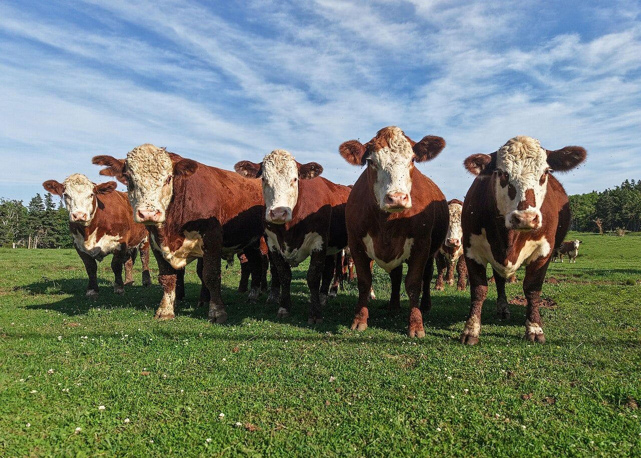 France reports first human infection from livestock virus Shamonda