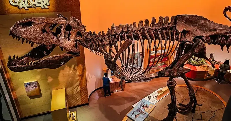 Fossilized blood vessels reveal how T-Rex survived broken bones