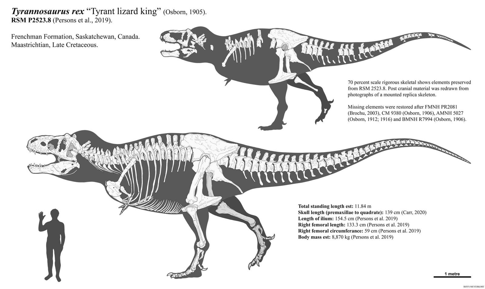 Scotty, the largest known Tyrannosaurus rex skeleton, provides the skeletal material for research into preserved vascular networks that reveal how the ancient carnivore healed broken bones.