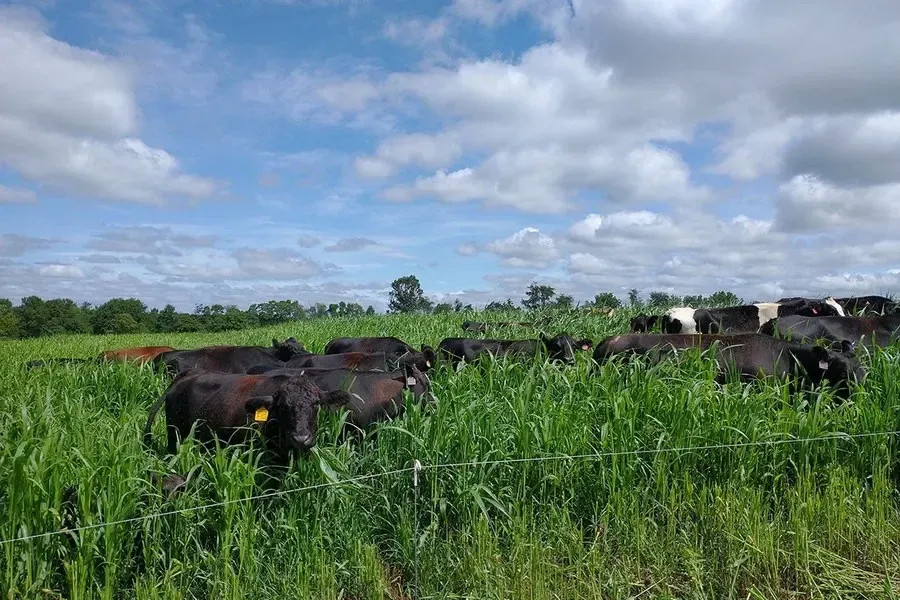 Giving up the plow can raise cash grain returns without organic premiums