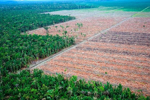 Biofuel mandates could claim 36 million hectares by 2030
