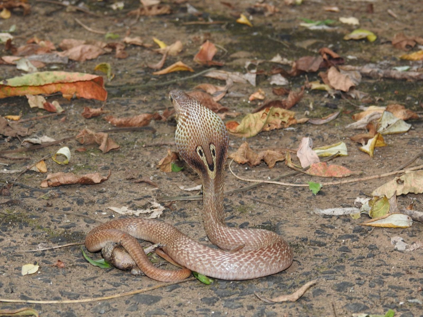 Engineered antibodies neutralize lethal cobra venom across diverse Indian species