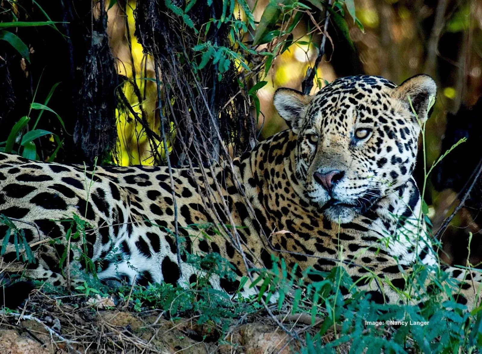 Brazilian study ties $96 million jaguar plan to ranch deeds