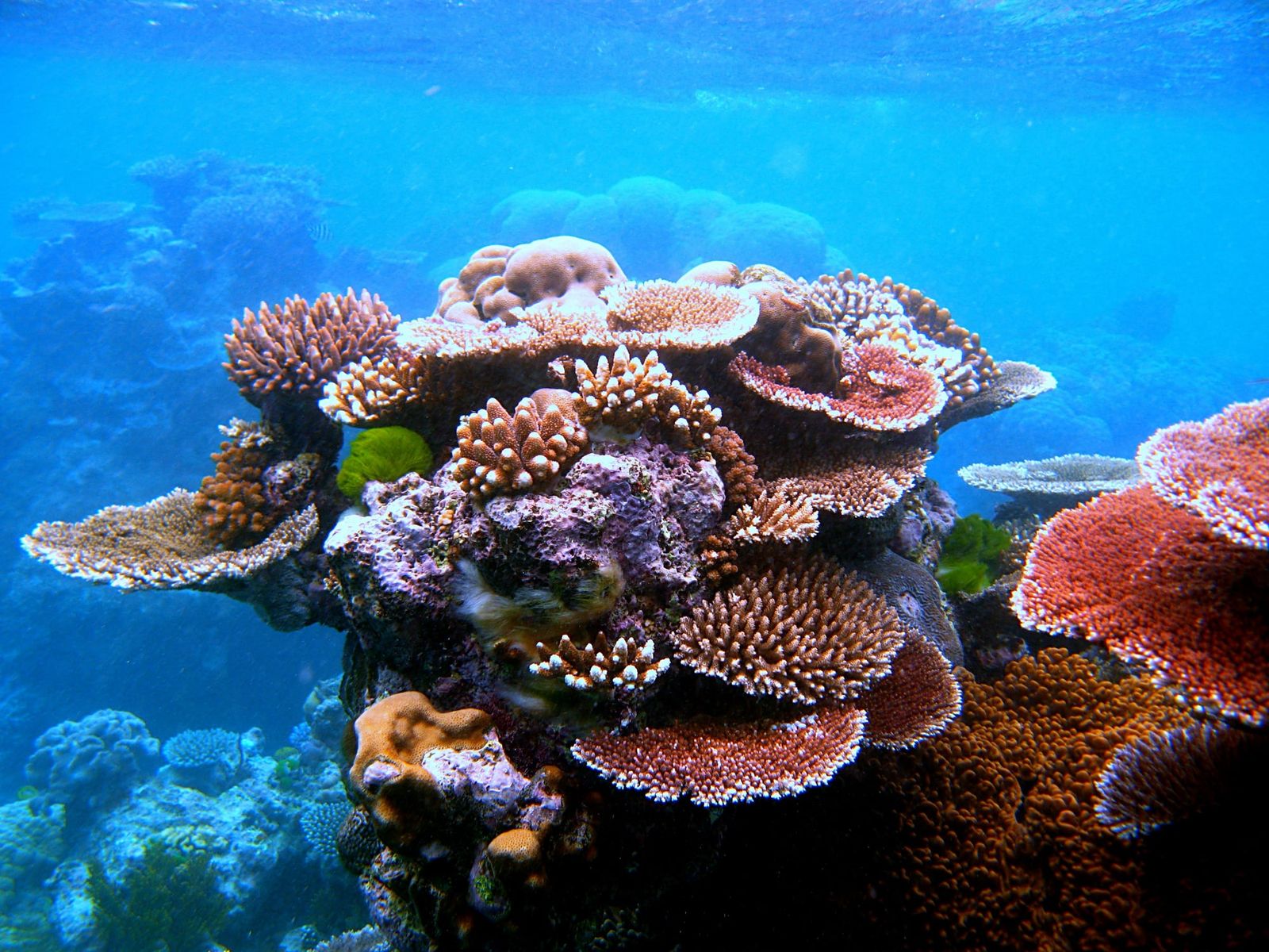How marine life colonizes deep reefs across a decade