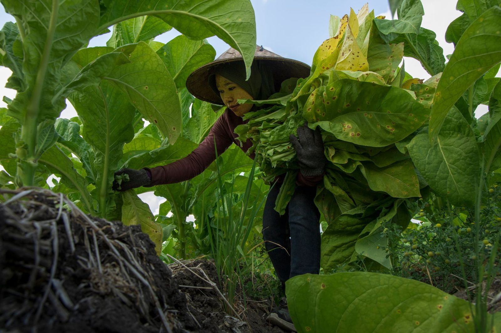 Agricultural laborers, like this person harvesting crops, face the greatest direct risk from rising heat and humidity, which significantly cuts into global worker productivity.
