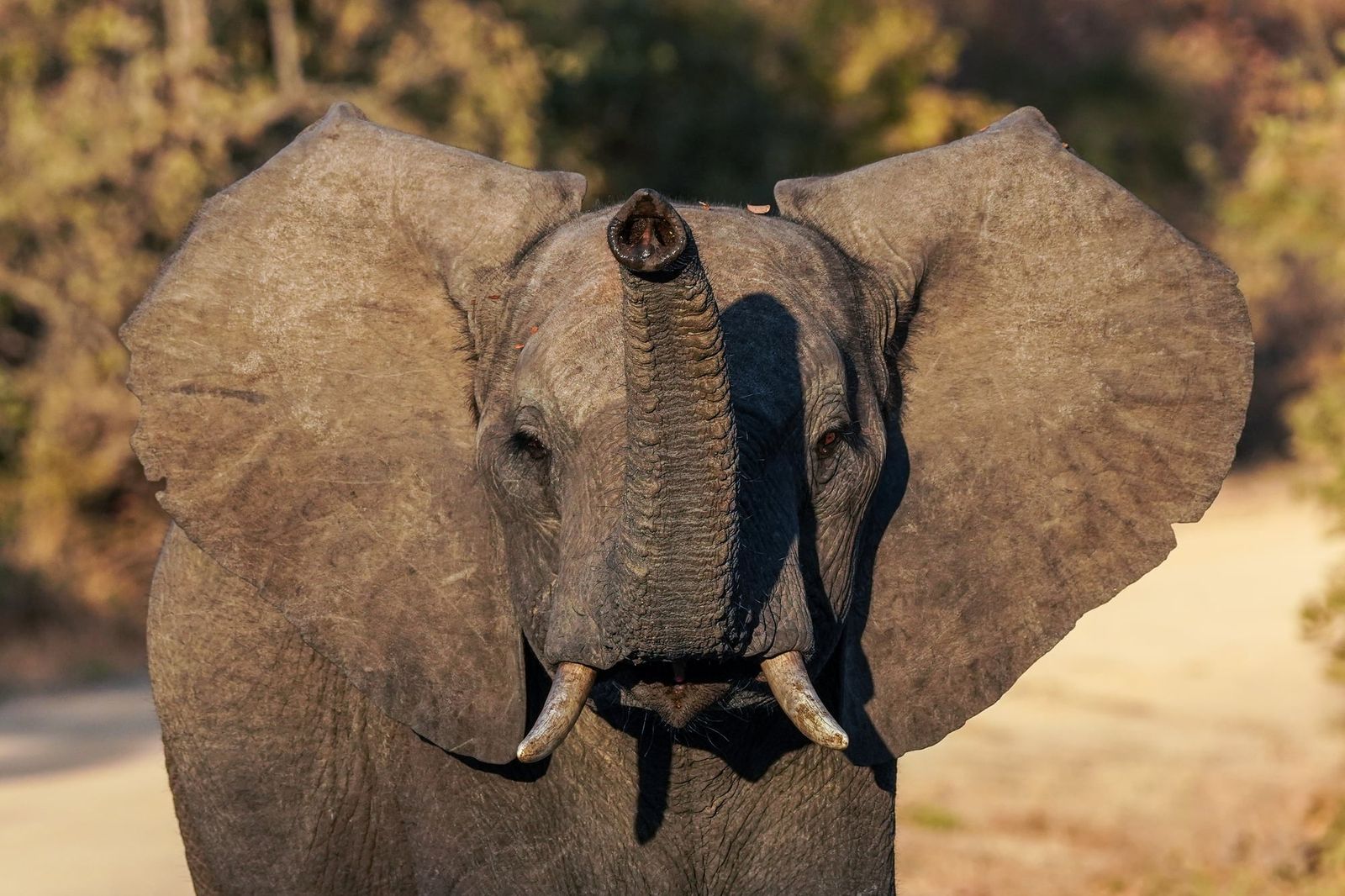 Wild elephants use deliberate gestures to settle disputes without fighting