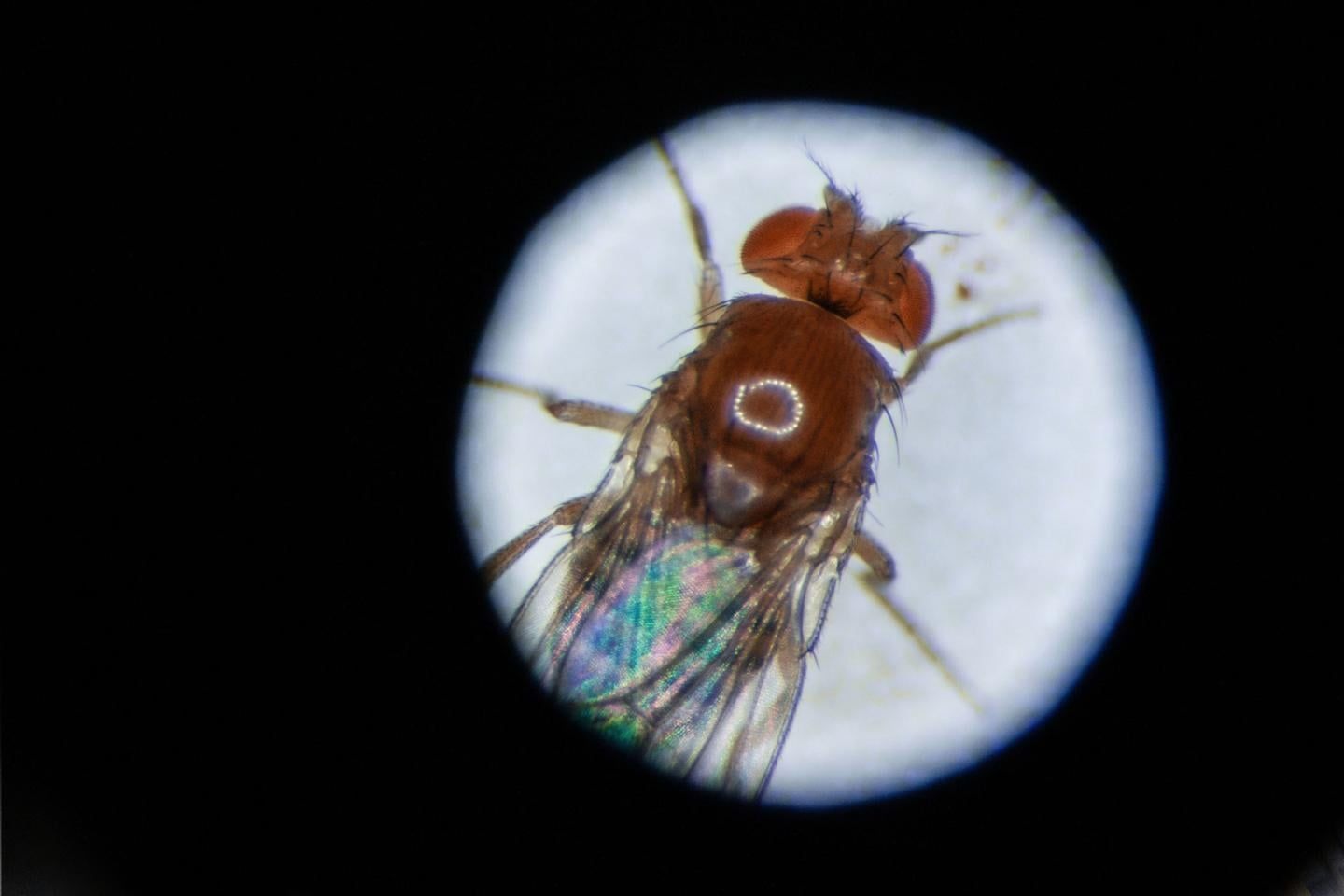 Shielding fruit flies from Earth magnetic field extends lifespan for some