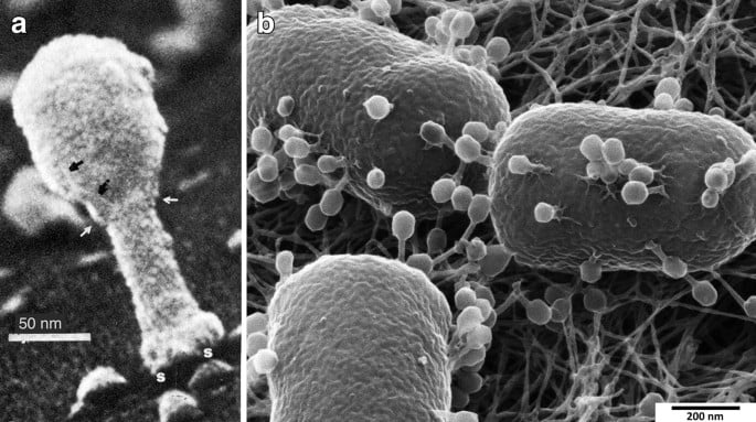 Bacteriophage DNA holds an enzyme system that could edit genes