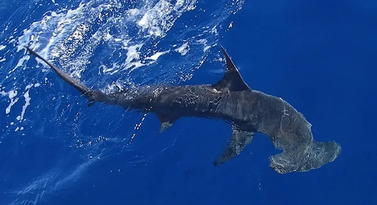 Young hammerhead sharks gather in large numbers along crowded Australian surf beaches