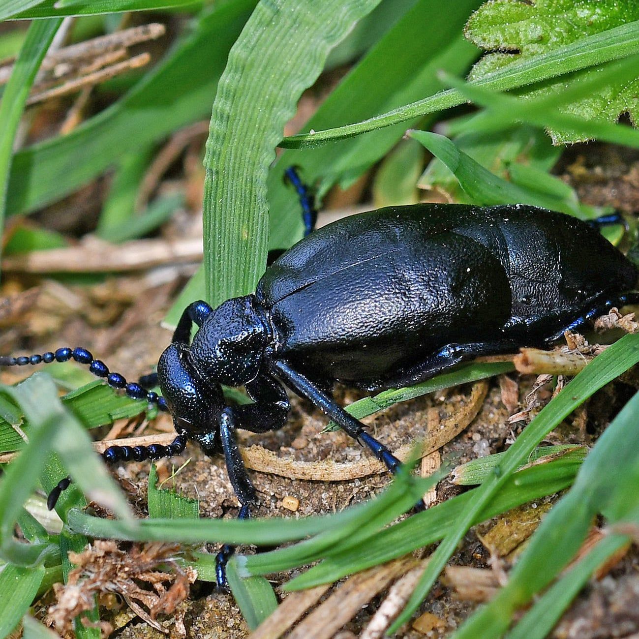 Oil beetle larvae smell like plum and cherry blossoms to hitch rides on bees