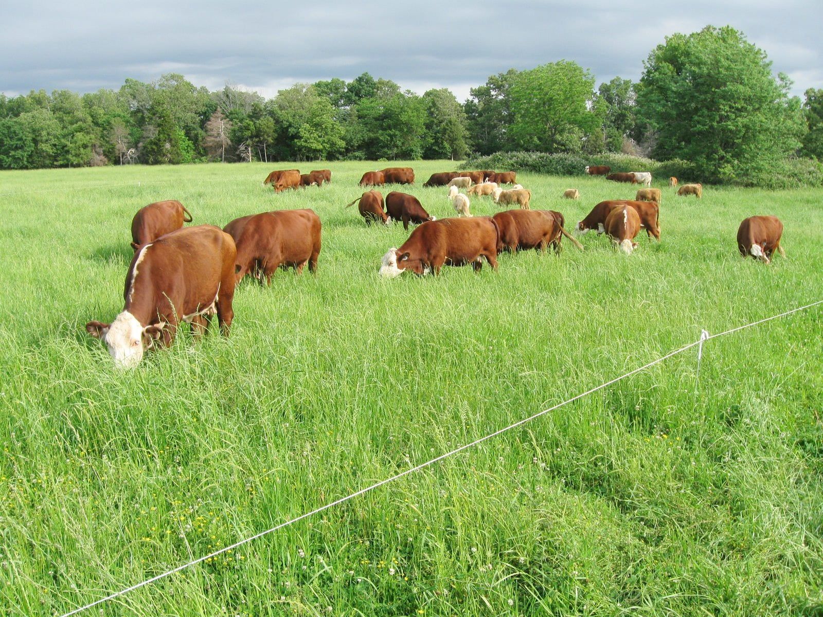 Rotational cattle grazing may not build soil carbon