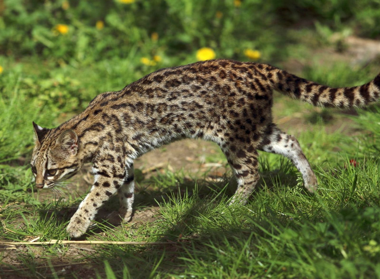 Genetic testing in Bolivia reveals a new living tiger cat species