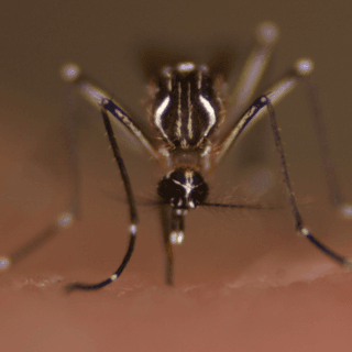 Dengue virus can replicate inside protective human memory B cells