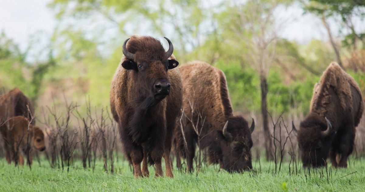 Rotational cattle grazing may not build soil carbon