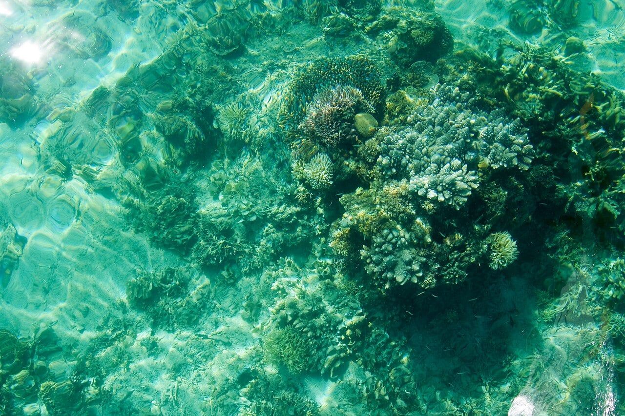 How marine life colonizes deep reefs across a decade