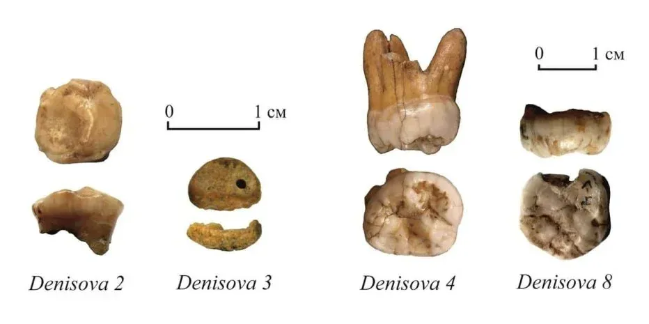 Every living person carries DNA from an unidentified human ancestor