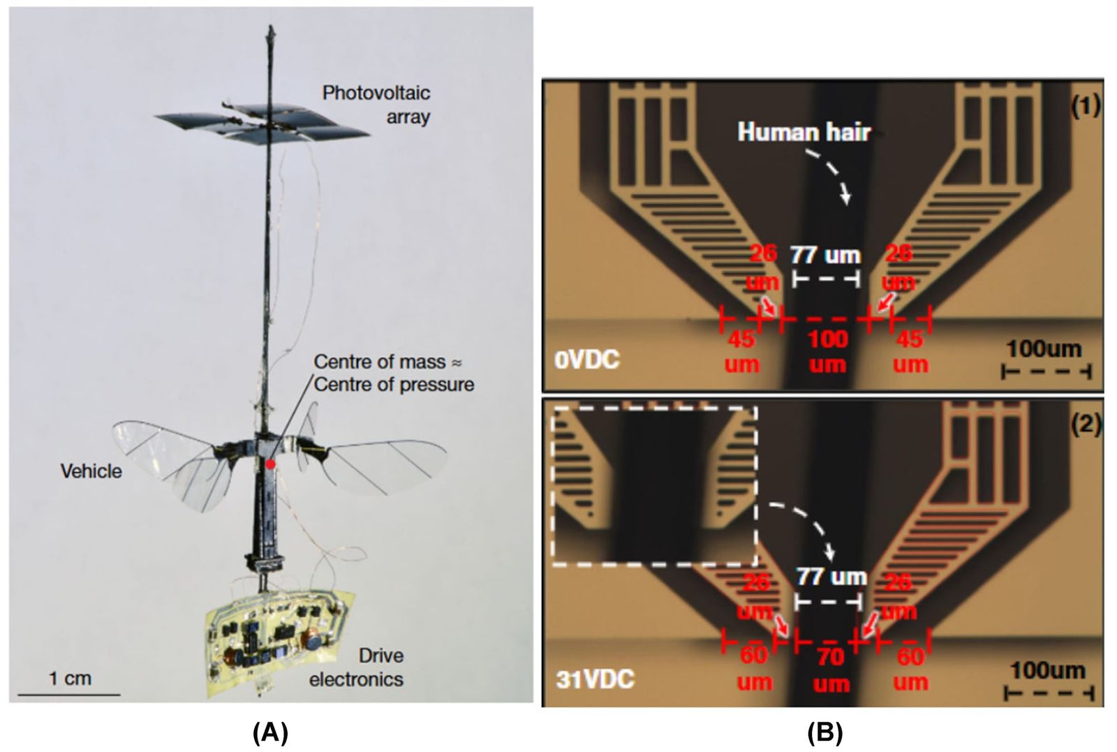 A polymer foot membrane lets miniature robots draw electrical power from metal floors