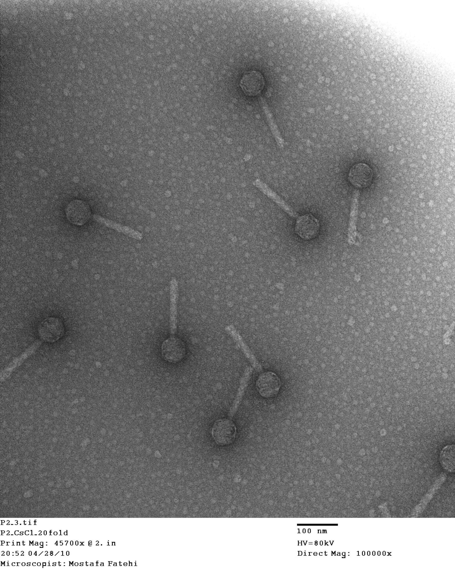 Marine viruses face narrower environmental limits than the bacteria they infect