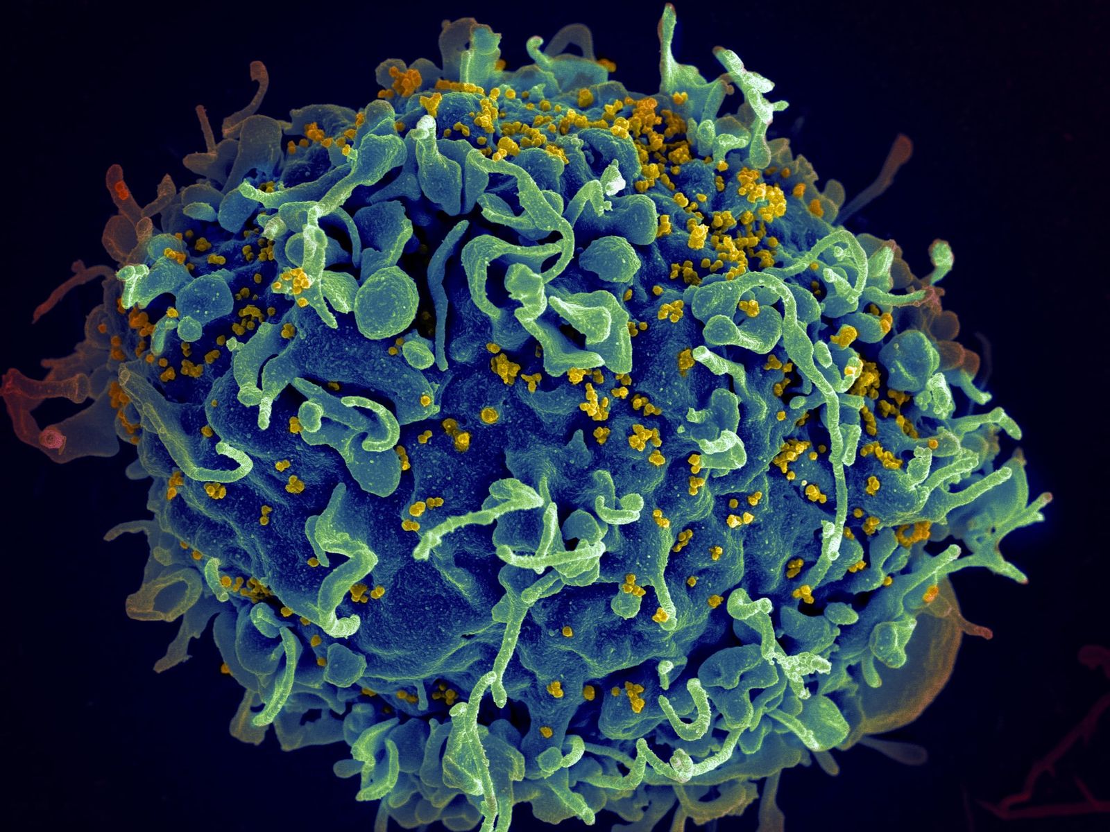 Microscopic medical robots edge closer to treating human disease