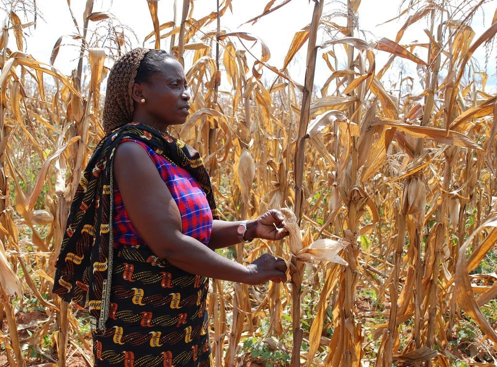 Artificial intelligence helps African farmers anticipate El Niño drought risks
