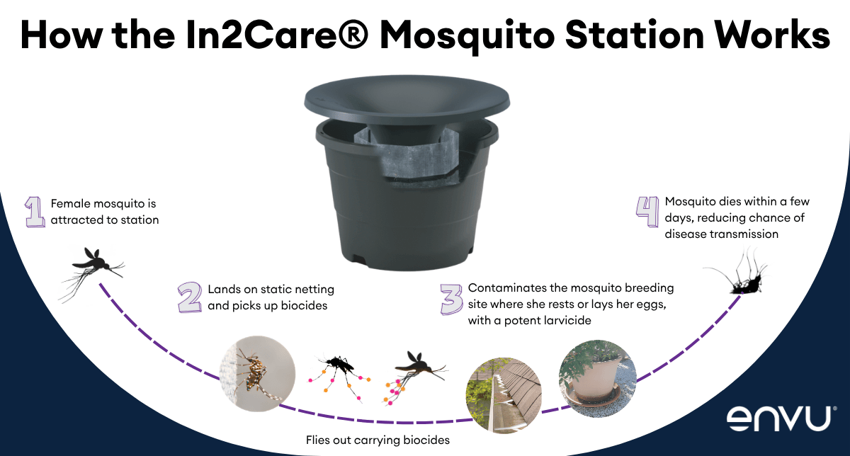 Suburban mosquito traps cut egg counts and signal Buruli ulcer decline