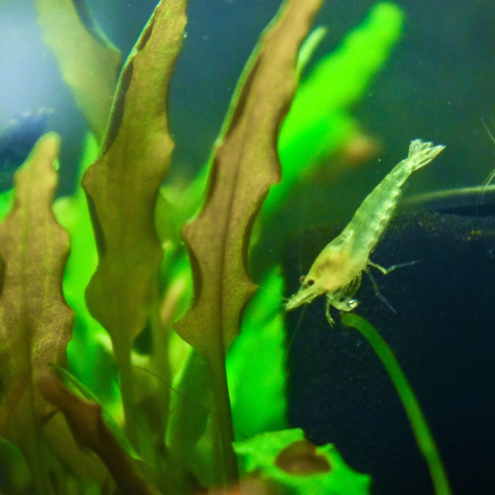 Marine viruses face narrower environmental limits than the bacteria they infect