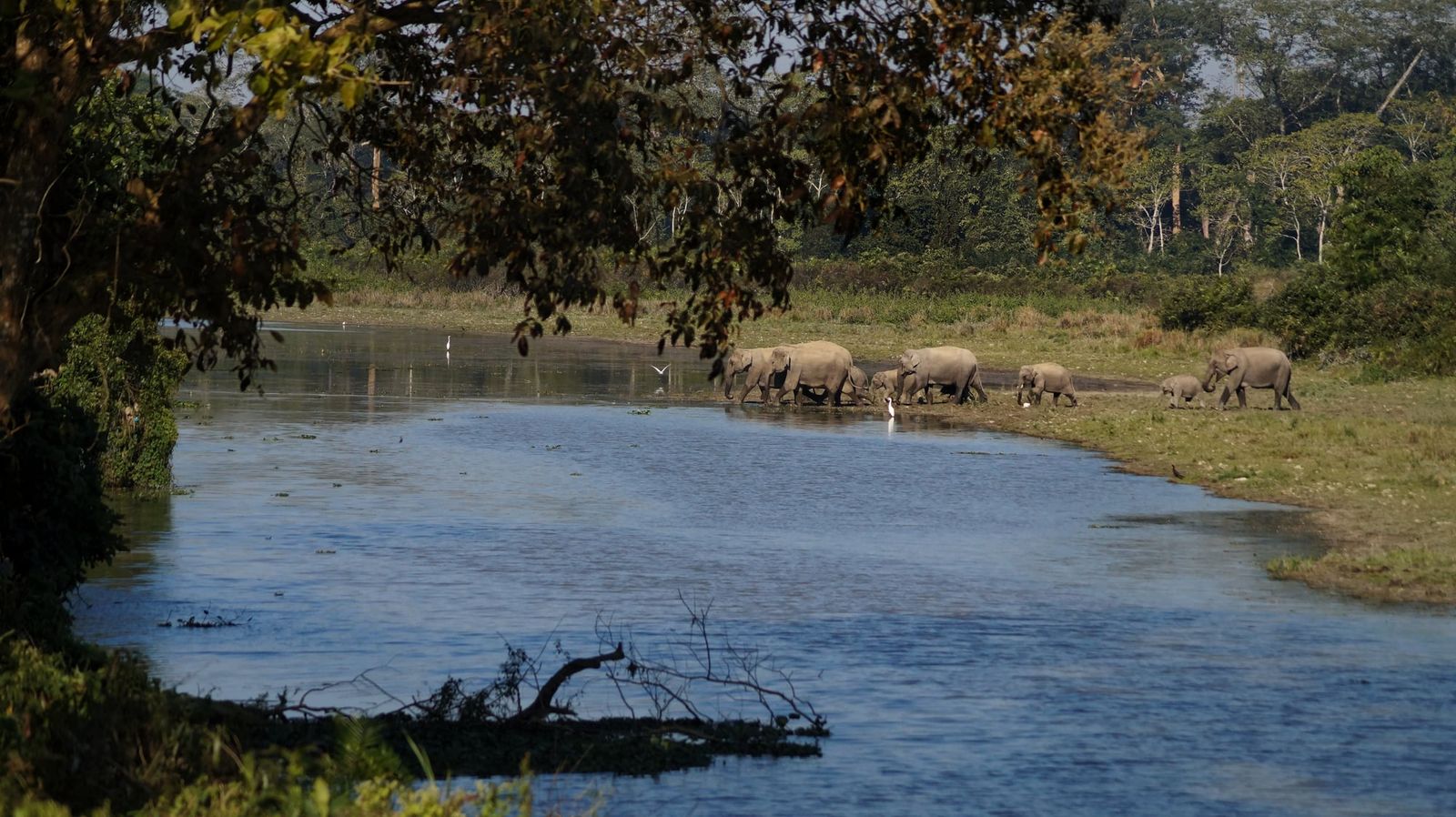 Wild elephants use deliberate gestures to settle disputes without fighting