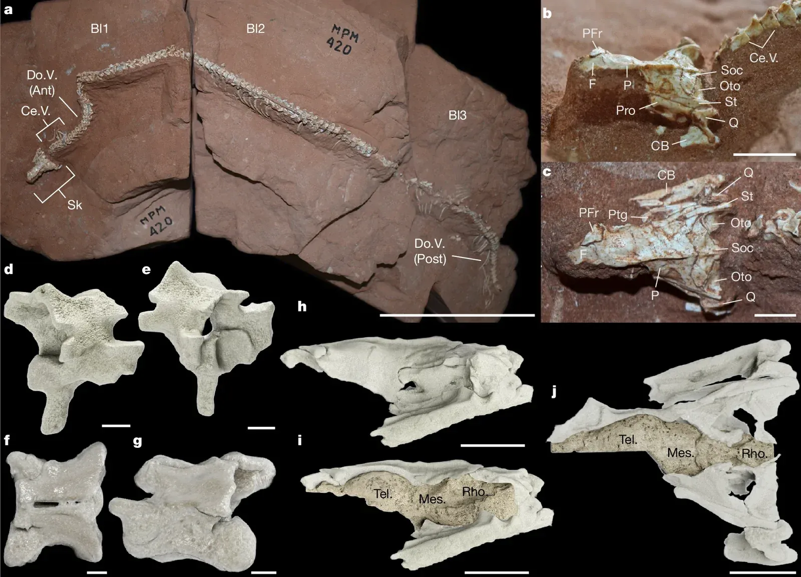 Early snakes took to burrows and ground long before modern forms appeared