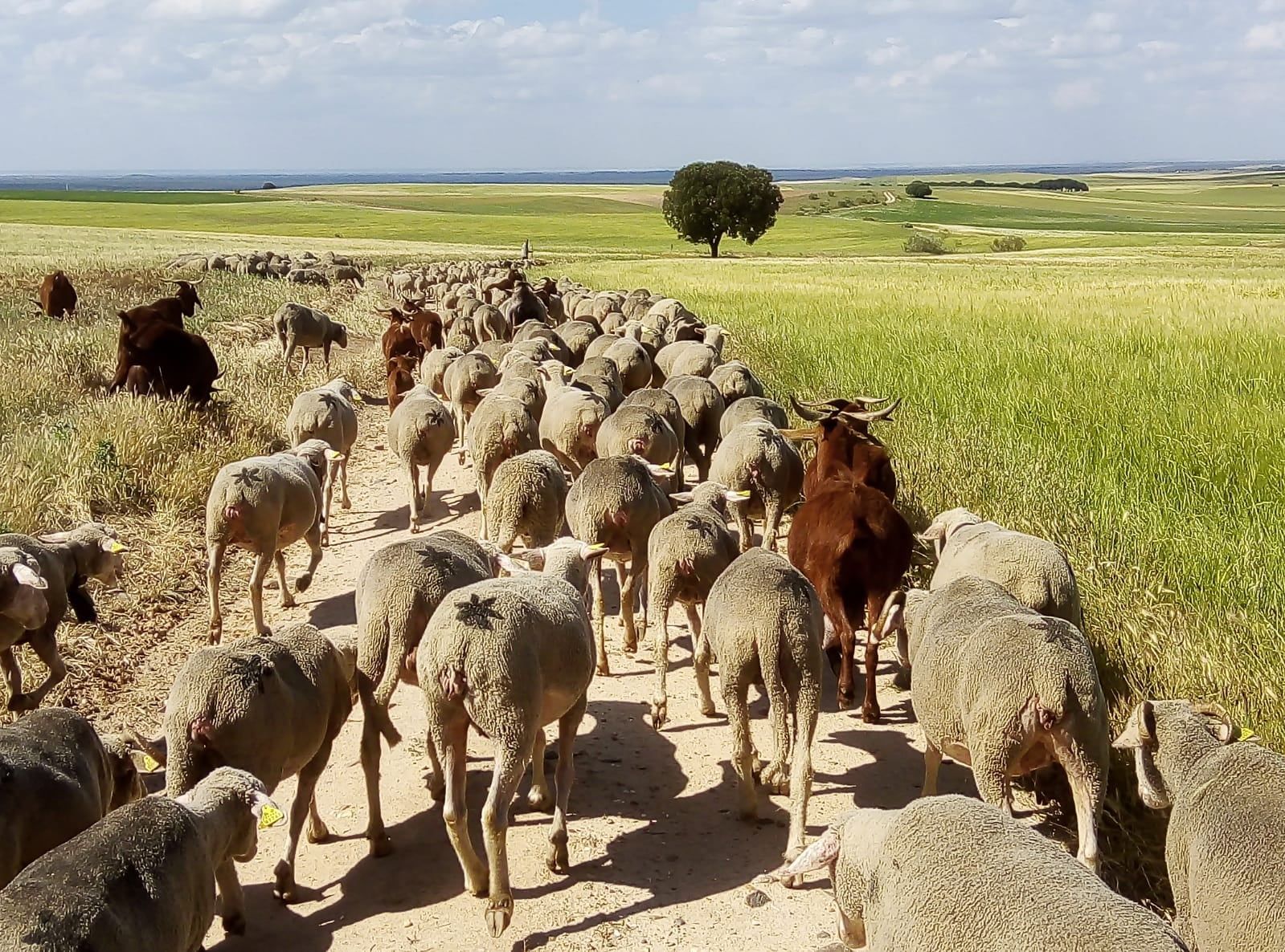 European plant diversity dropped when the Black Death emptied medieval fields