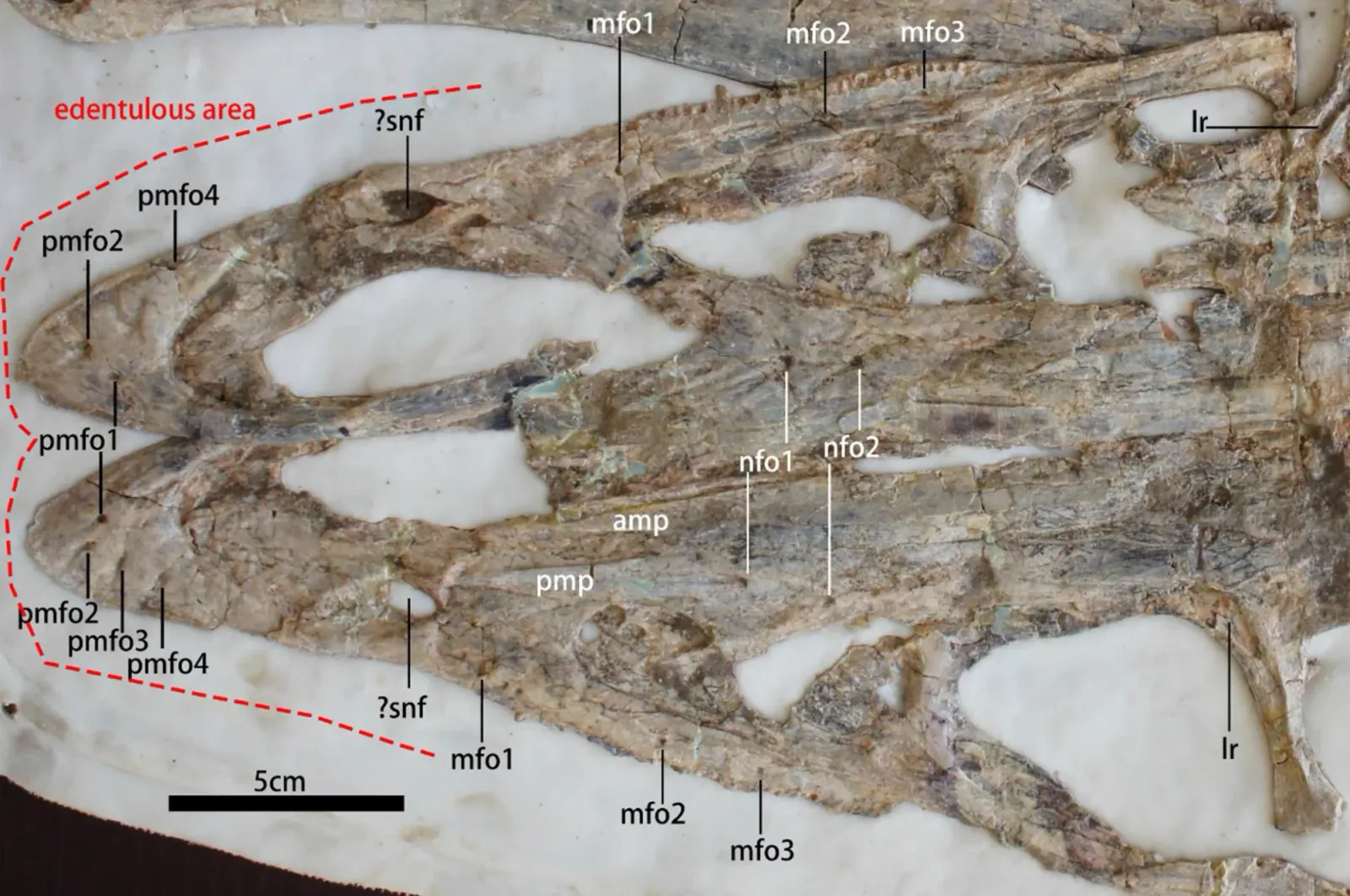 A giant plant eating theropod with an extreme underbite walked Cretaceous China