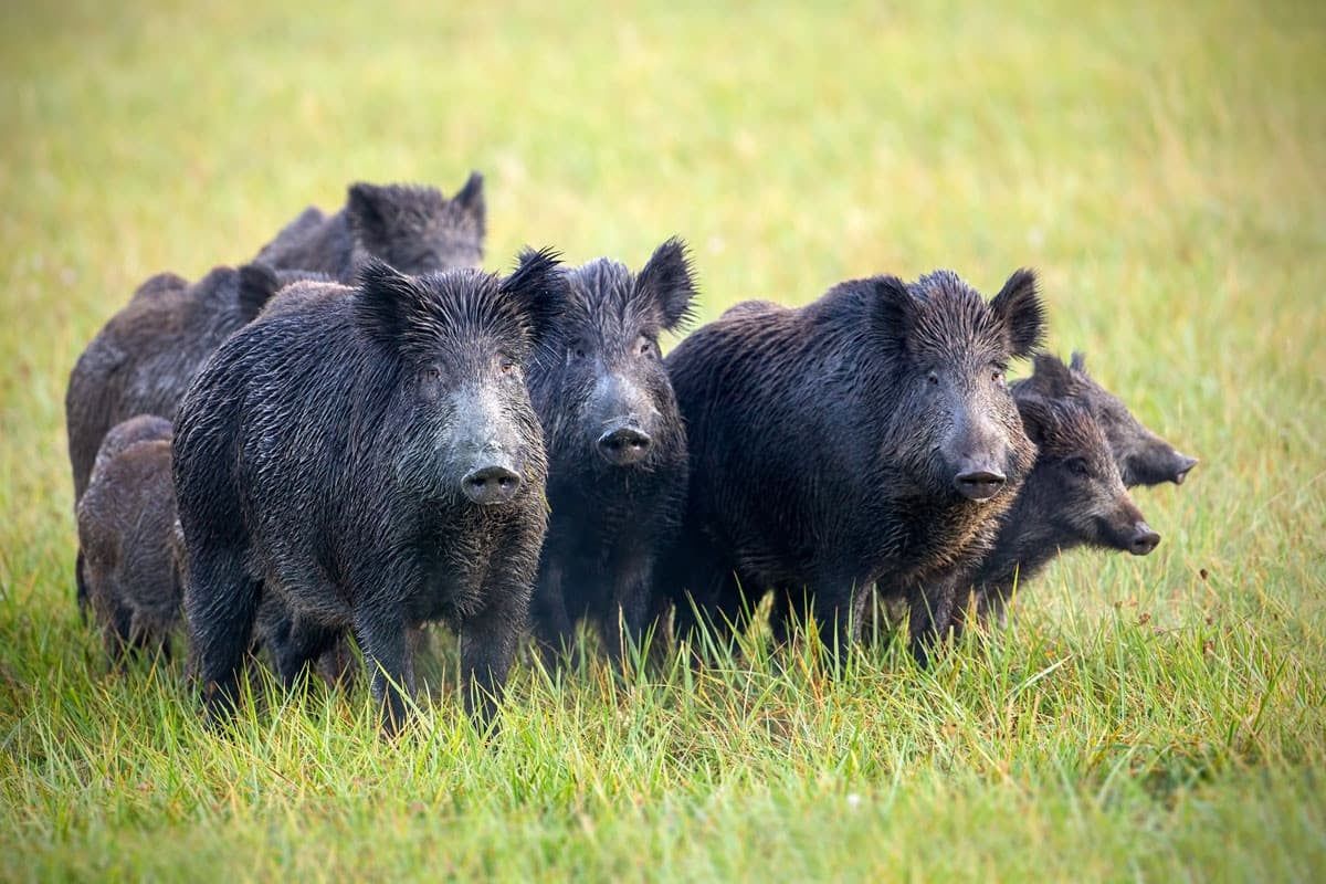 Feral swine, descended from escaped captive pigs, are driving a rapid ecological invasion across central Brazil.